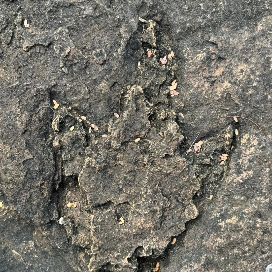 Pegadas de Dinossauros